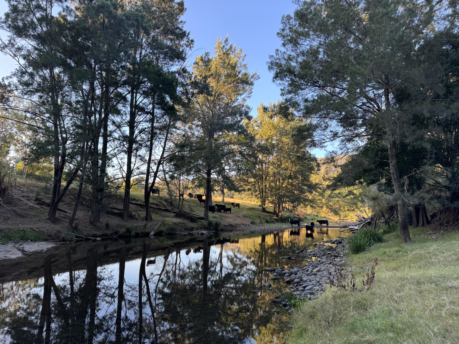 Cattle at the river